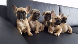 Fawn French Puppies