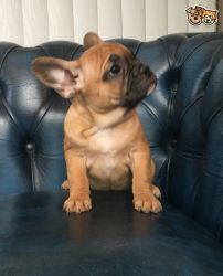 Blue french bulldog puppy for sale