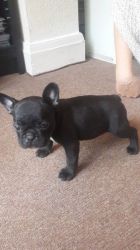 One Black And One Blue French Bulldog Puppies
