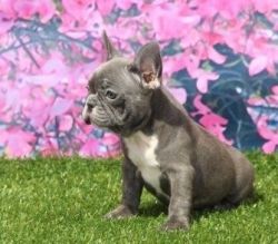 zDZzx French Bulldog Puppies for Sale