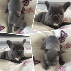 beautiful french bulldog puppies for sale