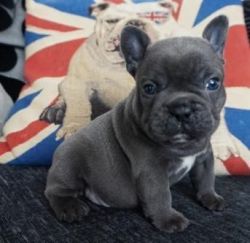 trained French Bulldog Puppies