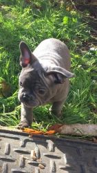 Bule and lilac French bulldog puppies ready now