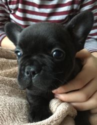 Kc French Bulldogs puppies