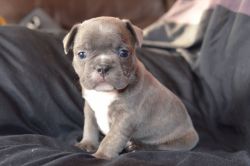 Amazing akc french bulldog puppies for rehoming