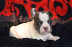 Cute akc french bulldog puppies for rehoming