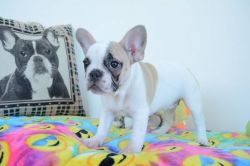 I have an 12 week old puppy French bulldog