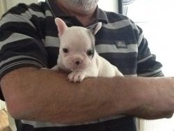Blue Fawn Pied French Bulldog For Sale