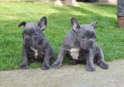 HASHHGAS French Bulldog Puppies for Sale