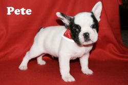 Well Socialize French Bulldog Puppies For Sale