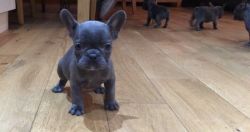 kc Reg Solid Blue French Bulldogs For Sale