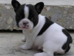 Adorable french bulldog puppies available!!!