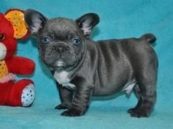 SWEET AND ADORABLE FRENCH BULLDOG PUPPIES FOR SALE