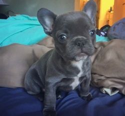Healthy Blue French Bulldog Puppies Available