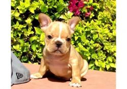 Top Quality French Bulldog Puppies Ready