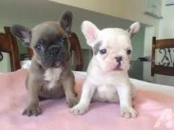 Stunning Cute English Bulldog Puppies For Sale