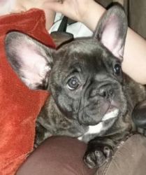 Lovely French bull dog puppy for adoption