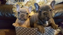 Short And Chunky Frenchie Pups