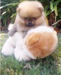 we are looking for homes for these adorable pomeranian puppies