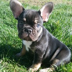 AKC black and tan D/d at/at 10 week old french bulldog pup for sale
