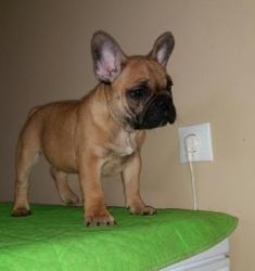 Beautiful Red French Bulldogs Available