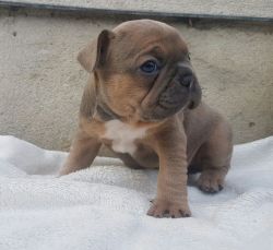 Top Quality Frenchie Pups For Sale