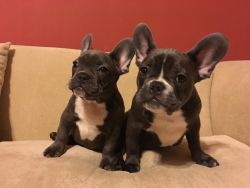 french bulldog puppies 2 black male and 1 white female for sale