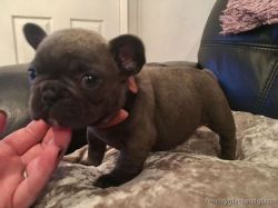 Adorable Frenchie