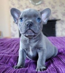 Blue French bulldog Puppies Available For Sale