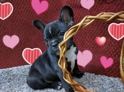 Miss Bully is a gorgeous French Bulldog