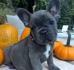 Adorable trained french bulldog available for sale