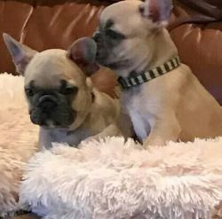 FRENCH BULLDOGS PUPS AVAILABLE FOR SALE
