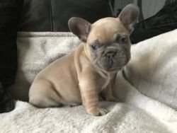 Stunning Kc Health Tested French Bulldogs Puppies