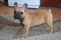 French Bulldogs puppies available