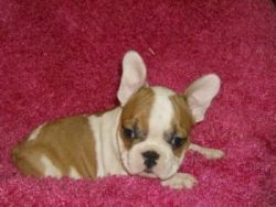 Superior quality French bulldog puppies