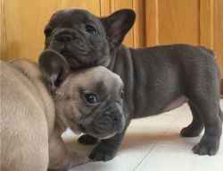 Beautiful AKC registered French Bulldog puppies available