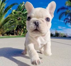 Excellent Cute French Bulldog Puppies