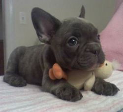 AKC reg kid friendly French Bulldog puppies with papers