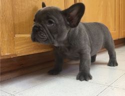 Excellent AKC French Bulldog Puppy puppies for sale