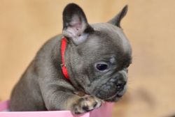 Adorable AKC French Bulldog Puppies For Sale
