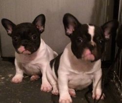 AKC FRENCH BULLDOG PUPPIES CHOCO CARRIERS