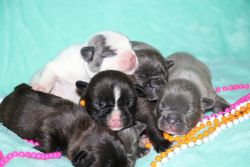 Colorful Litter of Frenchie Beauties!