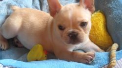 Gorgeous male and female French bulldog pups ready for good homes