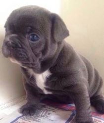 Brave and healthy French Bulldog puppy for sale