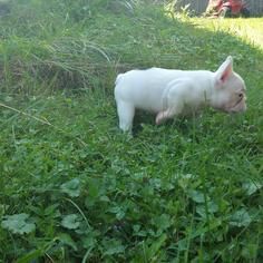===Beautiful French Bulldog Puppies available for sale