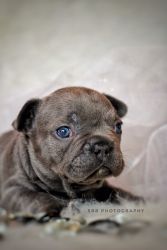 Blue French Bulldog puppy