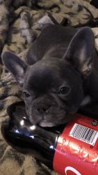 French Bulldog Puppies Rare Blue Color 10 weeks old
