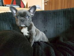 **health Checked** Beautiful Blue Brindle Frenchie