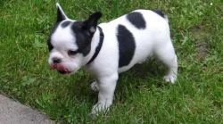 Awesome..... Awesome.....Awesome.....French Bulldog Puppies For Sale