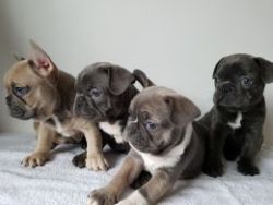 Stunning Puppies At,d/d Tested Final Reduction!!!